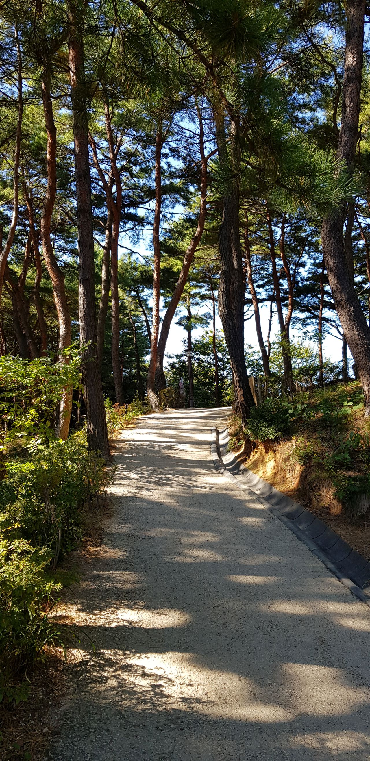 아름들이 소나무로 울창한 양양 낙산사 주차장에서 낙산사로 가는 길