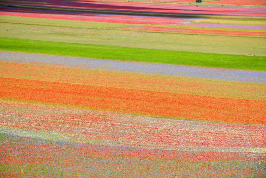 이탈리아 카스텔루치오 디 노르차(Castelluccio di Norcia) 꽃밭 풍경, Image - castellucciodinorcia.it