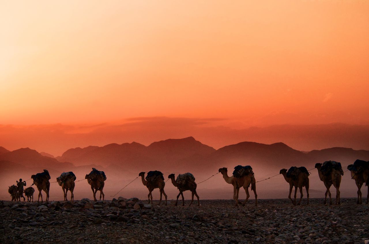 아프리카 에티오피아(Ethiopia) 낙타 행렬, man walking beside parade of camels background of mountain,featured, Photo by trevor-cole