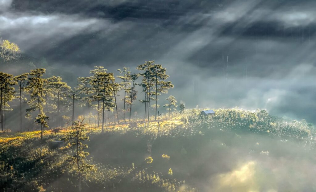 달랏(Dalat)의 빛내림,  Image 9988908