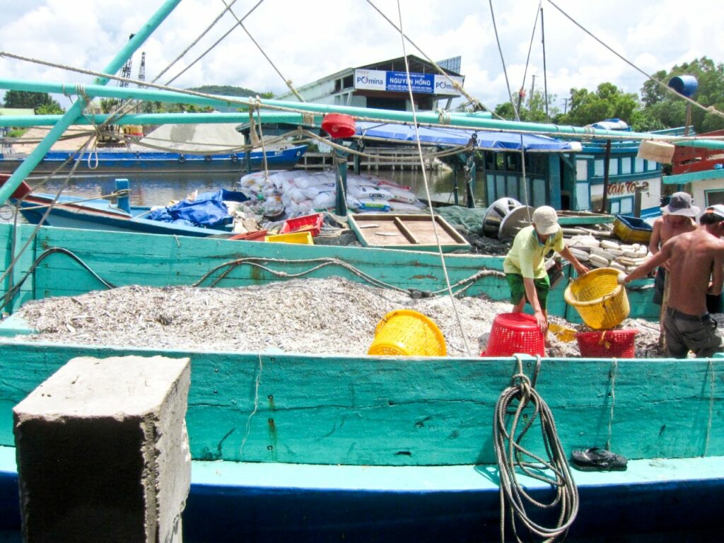 베트남 푸꾸옥, 베트남의 전통소소, 느억맘(Nuoc Mam)을 만드는 작은 생선, photo by jennifer yin