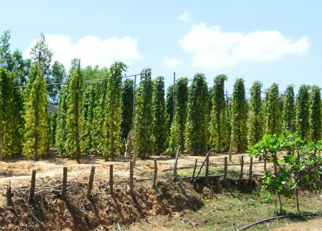 베트남 푸꾸옥 후추농장, photo by Tonbi ko