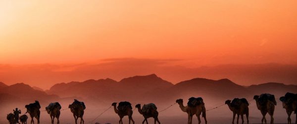 아프리카 에티오피아(Ethiopia) 낙타 행렬, man walking beside parade of camels background of mountain,featured, Photo by trevor-cole