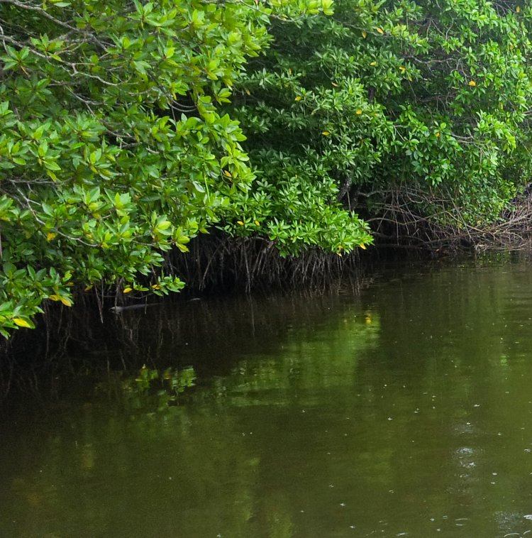 코타키나발루 맹그로브(Mangrove) 투어 중 담아본 맹그로브 나무16