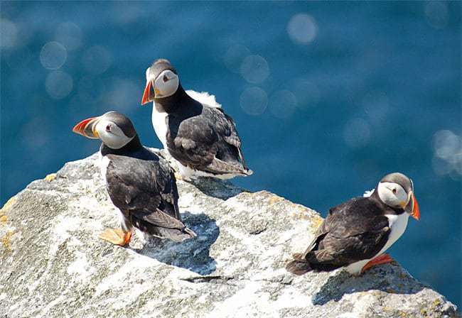 유독 한국에서만 유료 브라우저 퍼핀(Puffin)이 각광을 받고 있는 이유