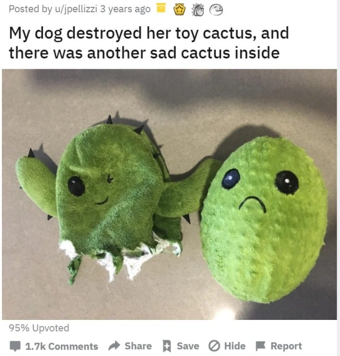 펫 용품 구독 서비스 업체 바크(Bark)의 호주 테마 선인장 컨수엘라가 레딧에서 화제가 되었음