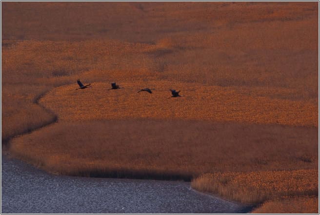 [남도여행]순천만에서 아름다운 낙조를 만나다.. 30