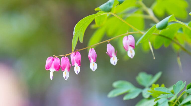 봄이면 마음을 설레게하는 금낭화를 담다
