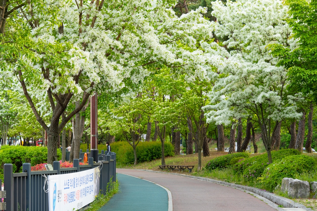 이팝나무가 이뻤던 5월 동백호수 풍경 4 이팝나무가 이뻤던 5월 동백호수 풍경 4