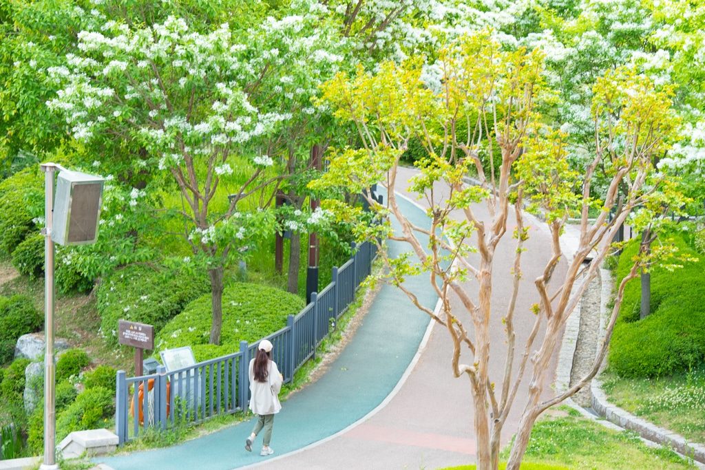 이팝나무가 이뻤던 5월 동백호수 풍경 5 이팝나무가 이뻤던 5월 동백호수 풍경 5