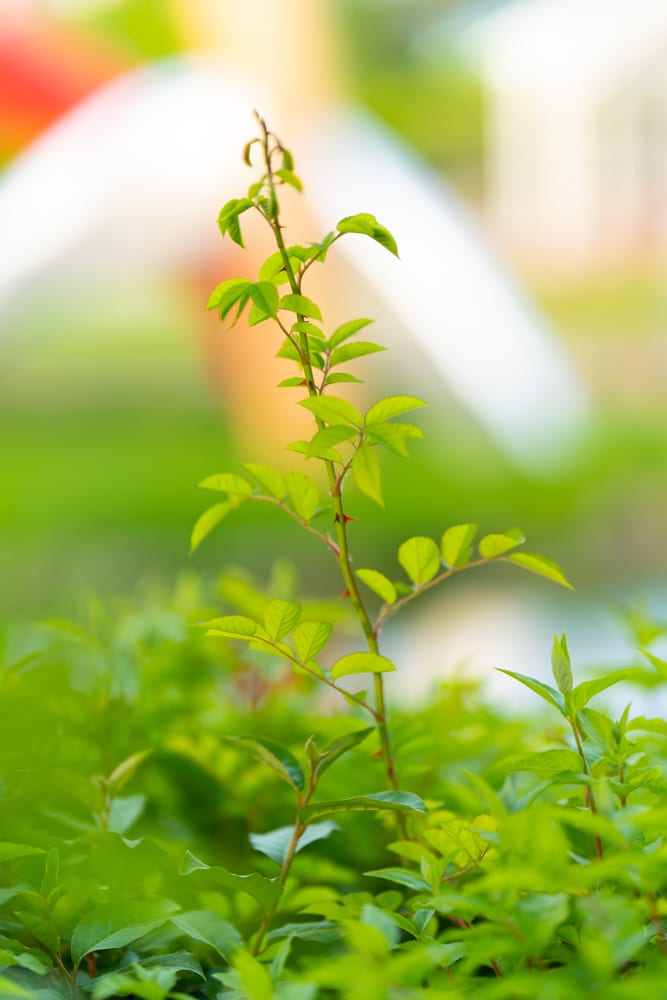 이팝나무가 이뻤던 5월 동백호수 풍경 11 이팝나무가 이뻤던 5월 동백호수 풍경 11