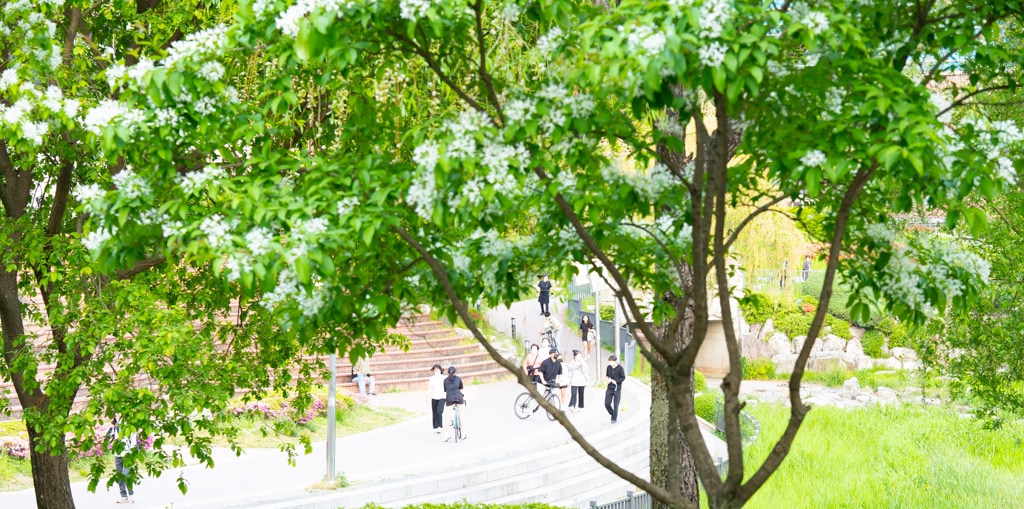 이팝나무가 이뻤던 5월 동백호수 풍경 6 이팝나무가 이뻤던 5월 동백호수 풍경 6