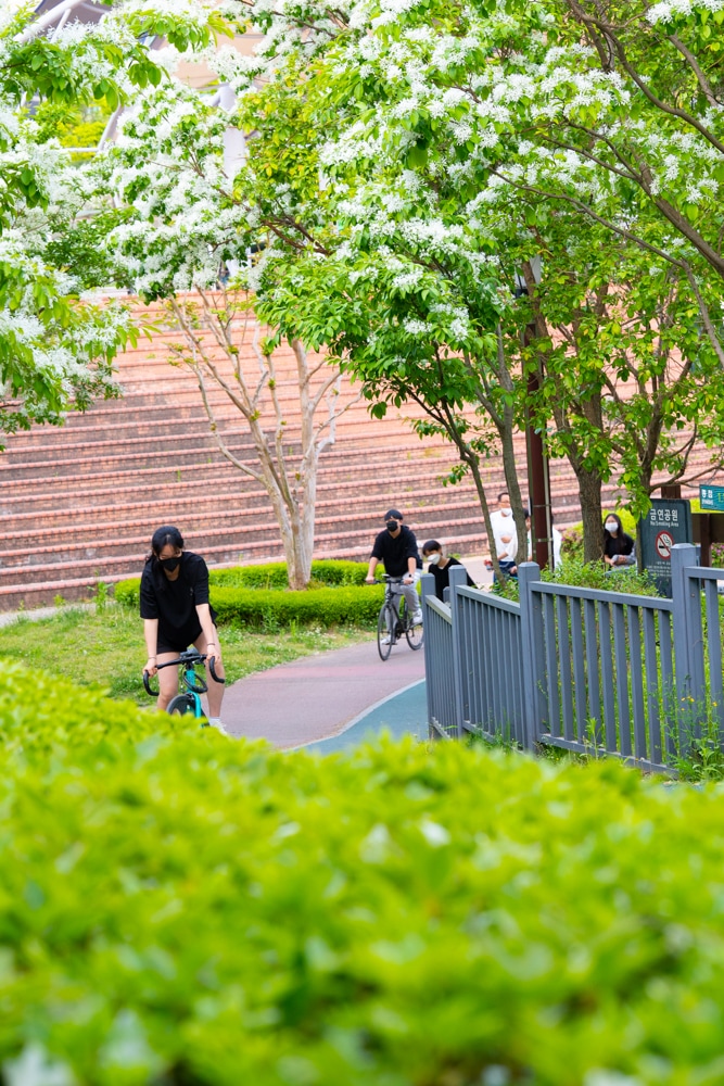 이팝나무가 이뻤던 5월 동백호수 풍경 9 이팝나무가 이뻤던 5월 동백호수 풍경 9