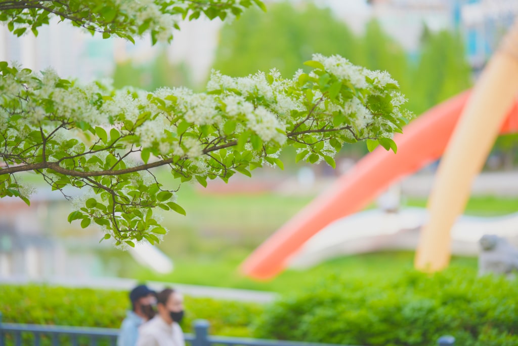 이팝나무가 이뻤던 5월 동백호수 풍경 7 이팝나무가 이뻤던 5월 동백호수 풍경 7