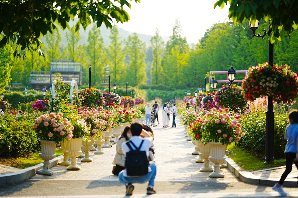팬데믹이후 다시 열린 에버랜드 장미축제, 에버랜드 장미를 담아보다. 27 팬데믹이후 다시 열린 에버랜드 장미축제, 에버랜드 장미를 담아보다. 17