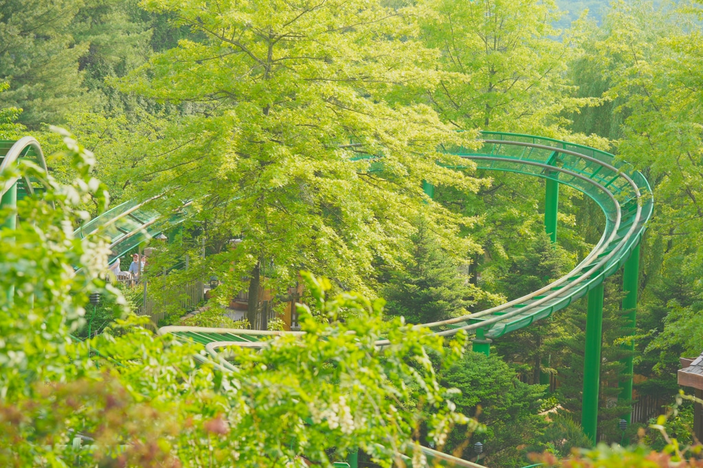 팬데믹이후 다시 열린 에버랜드 장미축제, 에버랜드 장미를 담아보다. 25 팬데믹이후 다시 열린 에버랜드 장미축제, 에버랜드 장미를 담아보다. 15