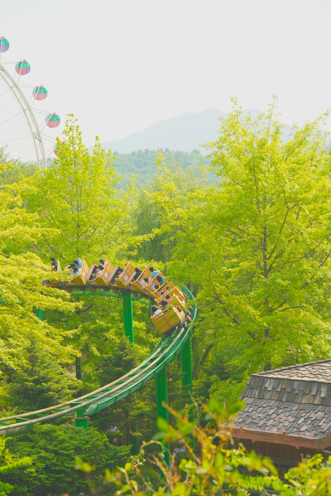 팬데믹이후 다시 열린 에버랜드 장미축제, 에버랜드 장미를 담아보다. 26 팬데믹이후 다시 열린 에버랜드 장미축제, 에버랜드 장미를 담아보다. 16