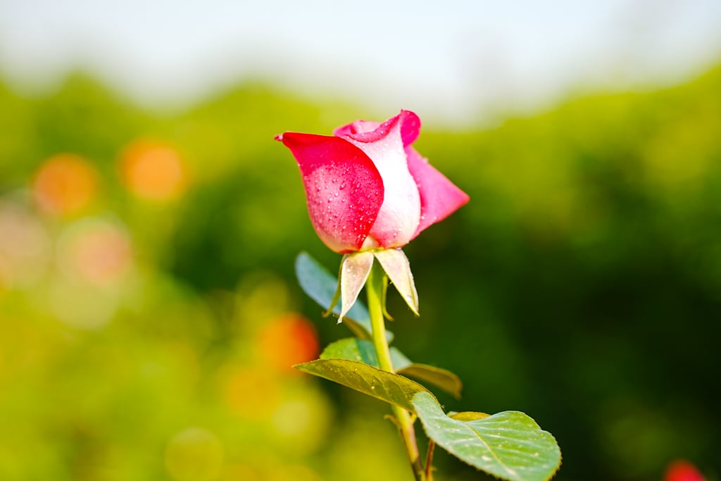 팬데믹이후 다시 열린 에버랜드 장미축제, 에버랜드 장미를 담아보다. 33 팬데믹이후 다시 열린 에버랜드 장미축제, 에버랜드 장미를 담아보다. 23