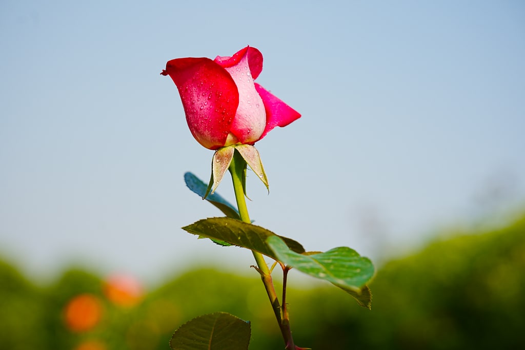 팬데믹이후 다시 열린 에버랜드 장미축제, 에버랜드 장미를 담아보다. 34 팬데믹이후 다시 열린 에버랜드 장미축제, 에버랜드 장미를 담아보다. 24