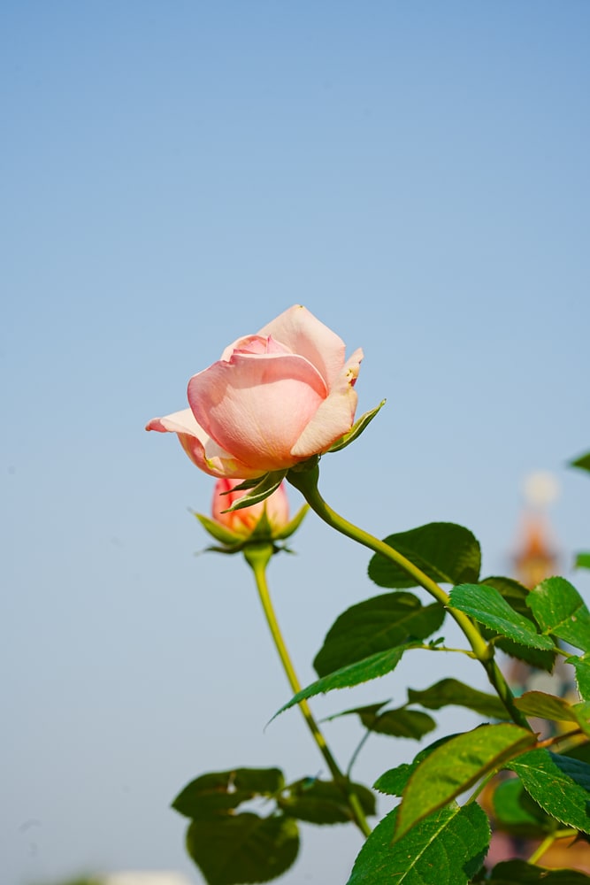팬데믹이후 다시 열린 에버랜드 장미축제, 에버랜드 장미를 담아보다. 35 팬데믹이후 다시 열린 에버랜드 장미축제, 에버랜드 장미를 담아보다. 25
