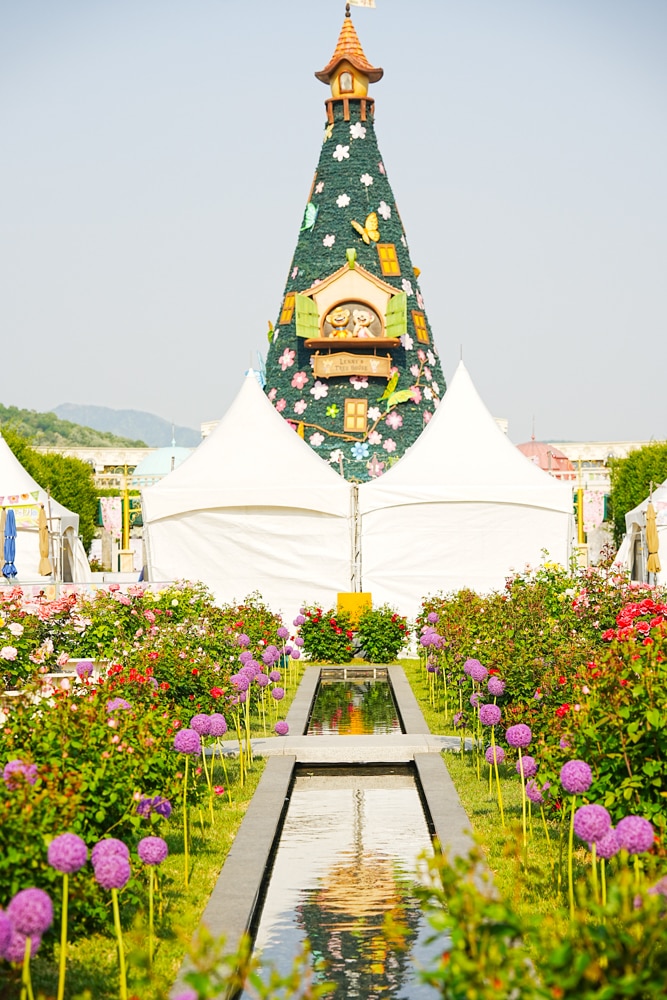 팬데믹이후 다시 열린 에버랜드 장미축제, 에버랜드 장미를 담아보다. 30 팬데믹이후 다시 열린 에버랜드 장미축제, 에버랜드 장미를 담아보다. 20