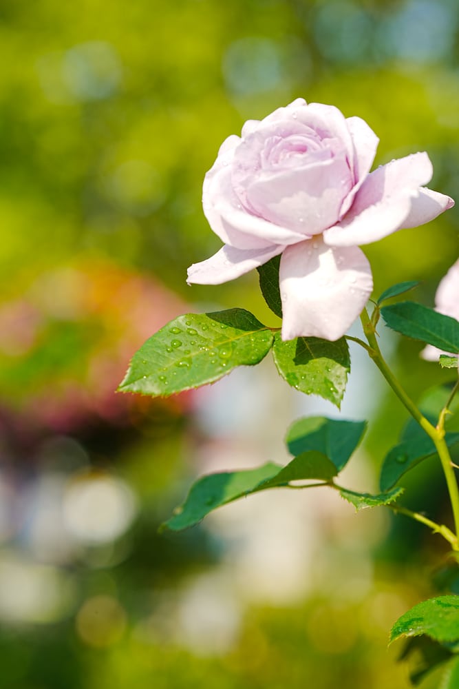 팬데믹이후 다시 열린 에버랜드 장미축제, 에버랜드 장미를 담아보다. 36 팬데믹이후 다시 열린 에버랜드 장미축제, 에버랜드 장미를 담아보다. 26