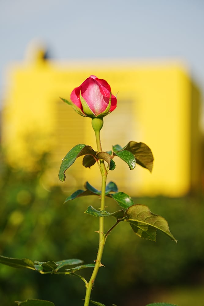 팬데믹이후 다시 열린 에버랜드 장미축제, 에버랜드 장미를 담아보다. 37 팬데믹이후 다시 열린 에버랜드 장미축제, 에버랜드 장미를 담아보다. 27