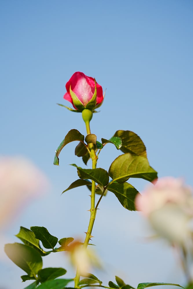 팬데믹이후 다시 열린 에버랜드 장미축제, 에버랜드 장미를 담아보다. 38 팬데믹이후 다시 열린 에버랜드 장미축제, 에버랜드 장미를 담아보다. 28
