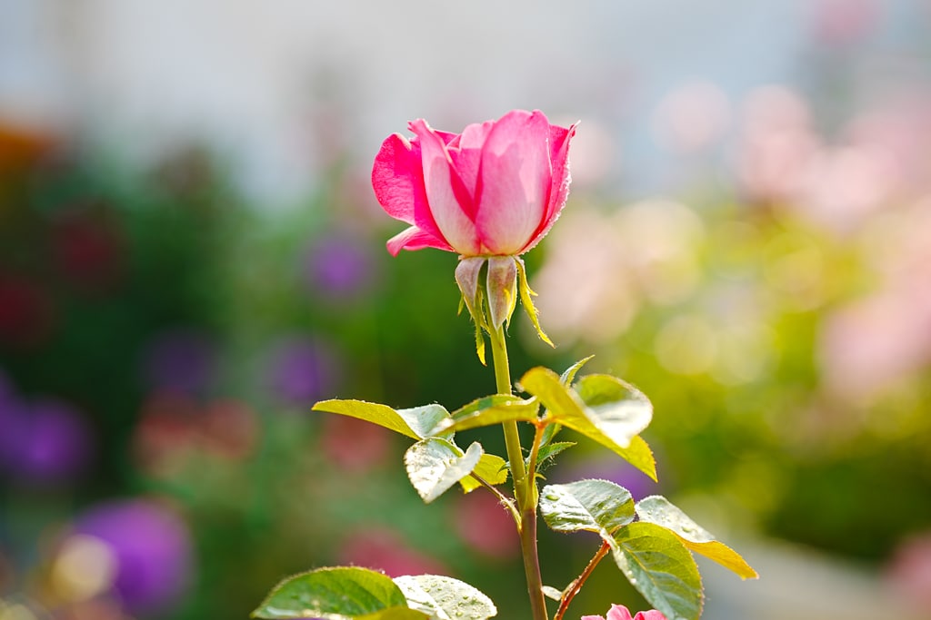 팬데믹이후 다시 열린 에버랜드 장미축제, 에버랜드 장미를 담아보다. 39 팬데믹이후 다시 열린 에버랜드 장미축제, 에버랜드 장미를 담아보다. 29