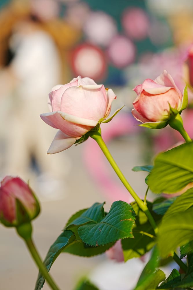 팬데믹이후 다시 열린 에버랜드 장미축제, 에버랜드 장미를 담아보다. 42 팬데믹이후 다시 열린 에버랜드 장미축제, 에버랜드 장미를 담아보다. 32