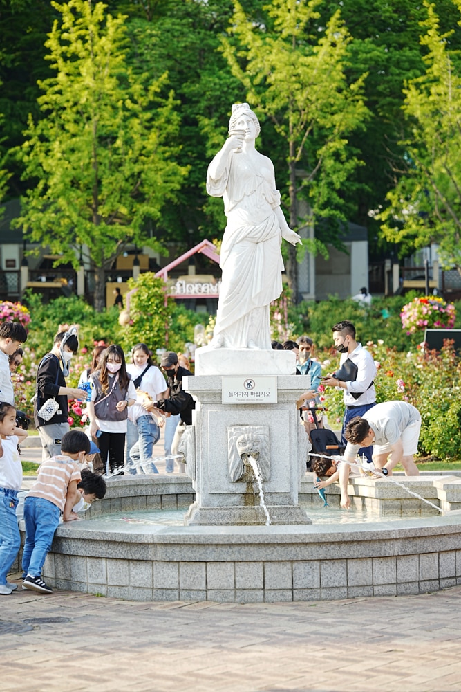 팬데믹이후 다시 열린 에버랜드 장미축제, 에버랜드 장미를 담아보다. 29 팬데믹이후 다시 열린 에버랜드 장미축제, 에버랜드 장미를 담아보다. 19