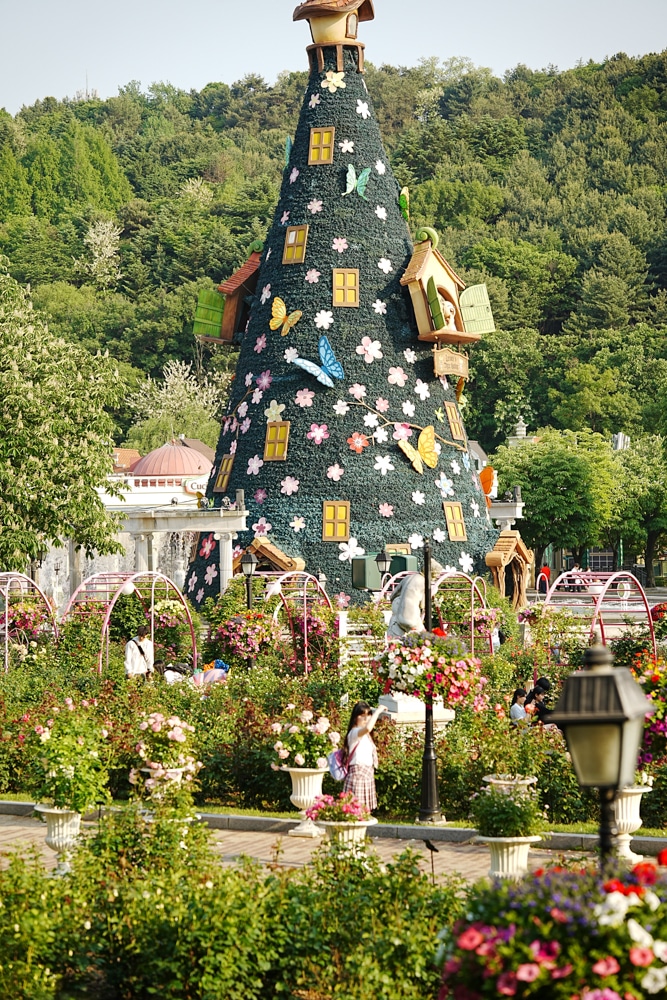 팬데믹이후 다시 열린 에버랜드 장미축제, 에버랜드 장미를 담아보다. 28 팬데믹이후 다시 열린 에버랜드 장미축제, 에버랜드 장미를 담아보다. 18