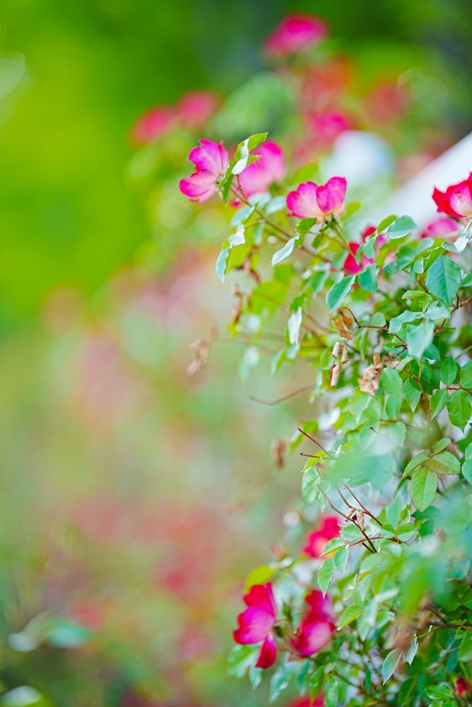 팬데믹이후 다시 열린 에버랜드 장미축제, 에버랜드 장미를 담아보다. 41 팬데믹이후 다시 열린 에버랜드 장미축제, 에버랜드 장미를 담아보다. 31