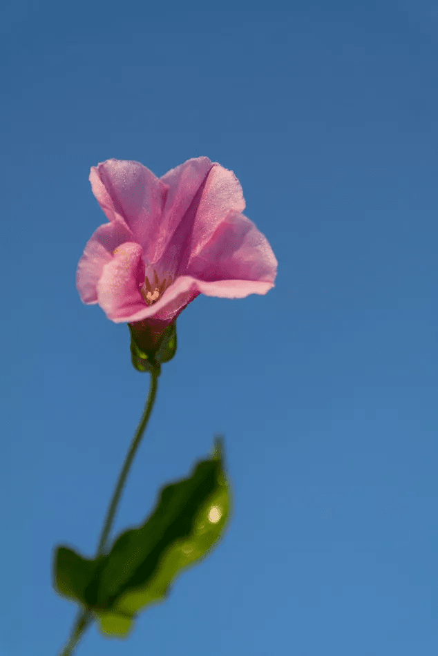 미국 나팔꽃, 청초하면서도 근접하기 쉽지 않은 아름다음 1