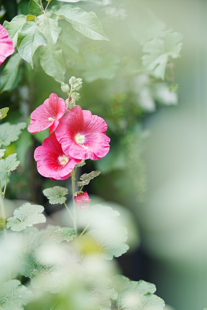 동네 개척교회에서 담은 접시꽃