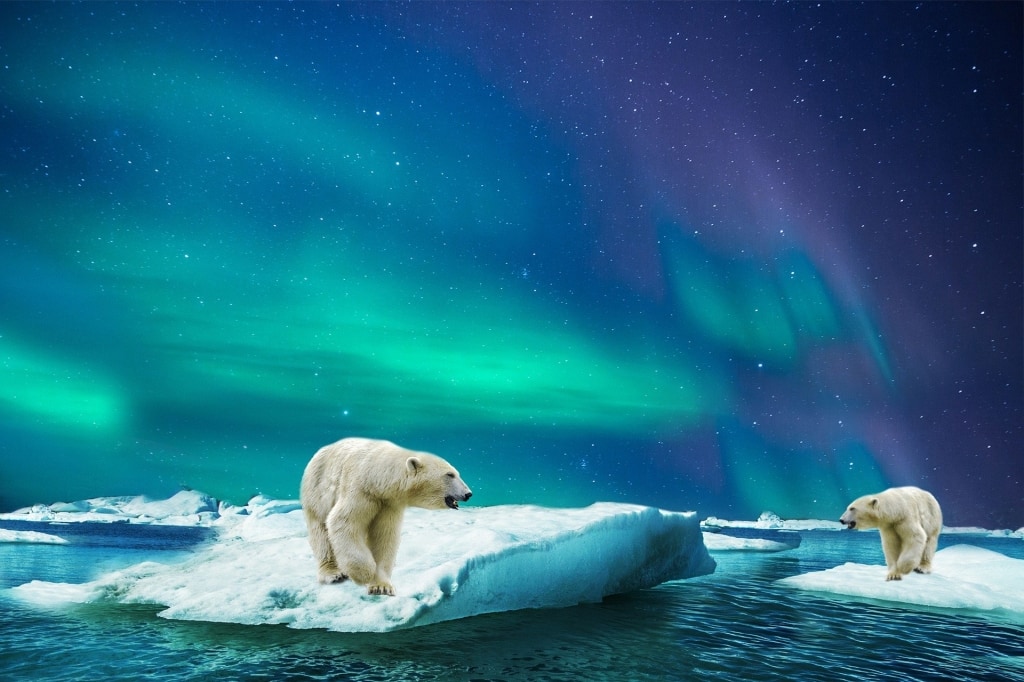 북극곰, polar bear
