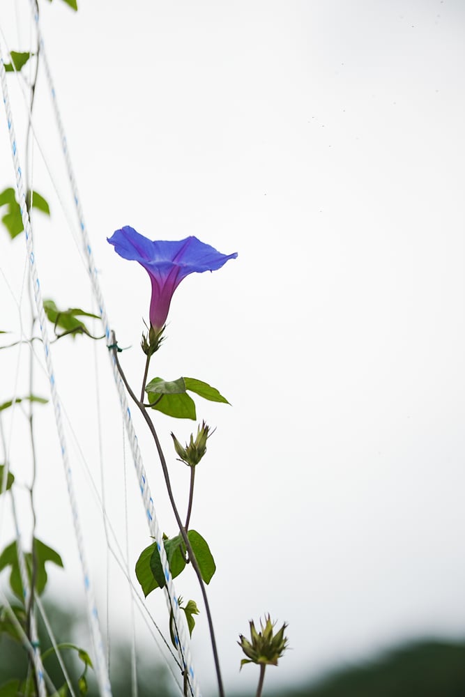 용인농촌테마파크에서 담아본 미국 냐팔꽃