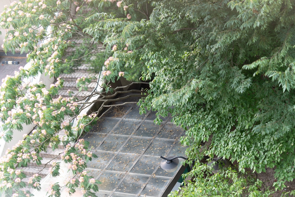 아파트 단지에 핀 자귀나무꽃을 담다 11 아파트 단지에 핀 자귀나무꽃