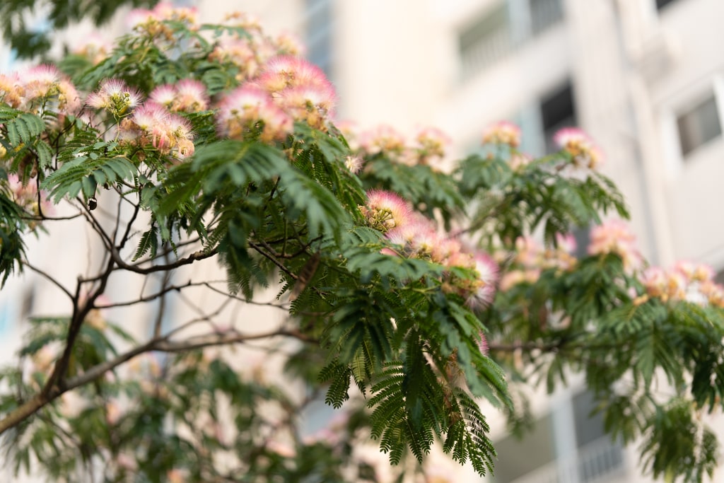 아파트 단지에 핀 자귀나무꽃을 담다 12 아파트 단지에 핀 자귀나무꽃