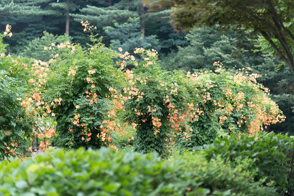 아름다움이 흘러내리다, 햇살에 빛나는 능소화를 담다. 15 아름다움이 흘러내리다, 햇살에 빛나는 능소화를 담다. 10