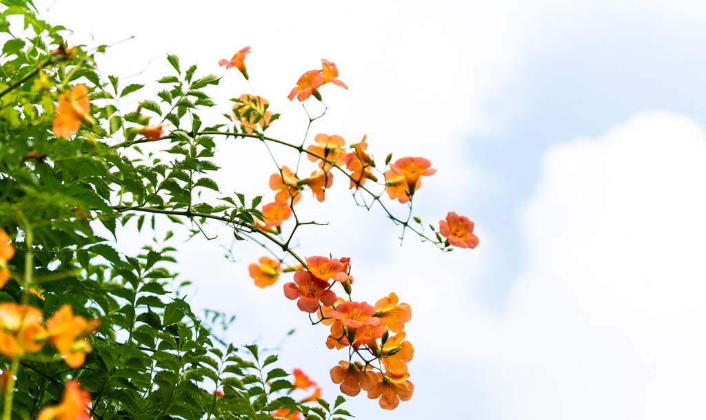 아름다움이 흘러내리다, 햇살에 빛나는 능소화를 담다. 21 아름다움이 흘러내리다, 햇살에 빛나는 능소화를 담다. 16