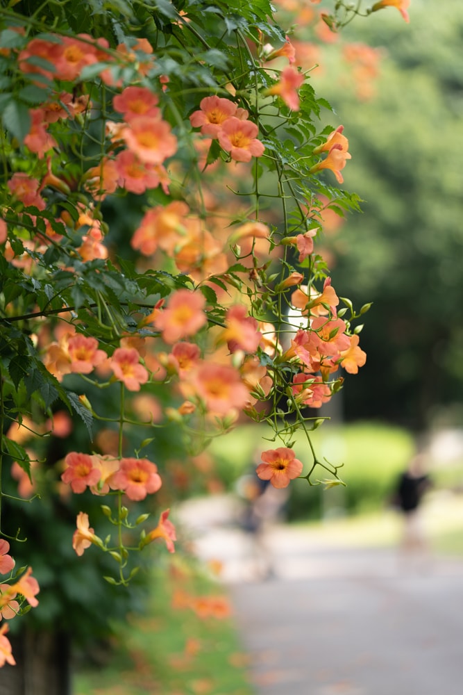 아름다움이 흘러내리다, 햇살에 빛나는 능소화를 담다. 19 아름다움이 흘러내리다, 햇살에 빛나는 능소화를 담다. 14