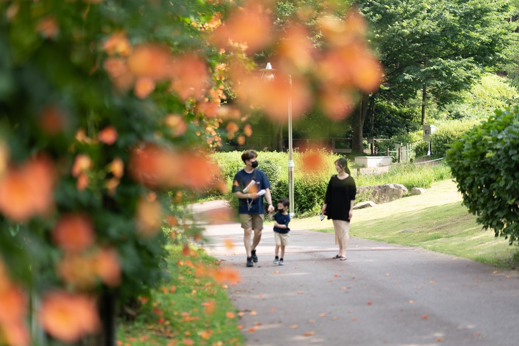 아름다움이 흘러내리다, 햇살에 빛나는 능소화를 담다. 16 아름다움이 흘러내리다, 햇살에 빛나는 능소화를 담다. 11