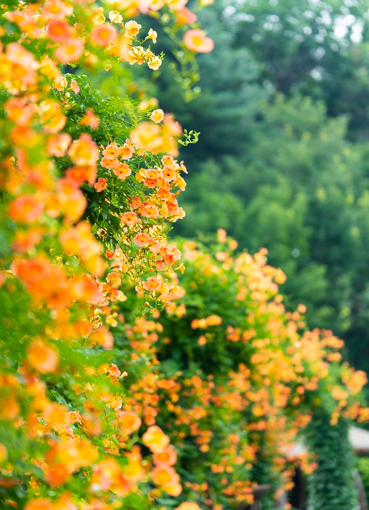 아름다움이 흘러내리다, 햇살에 빛나는 능소화를 담다. 14 아름다움이 흘러내리다, 햇살에 빛나는 능소화를 담다. 9