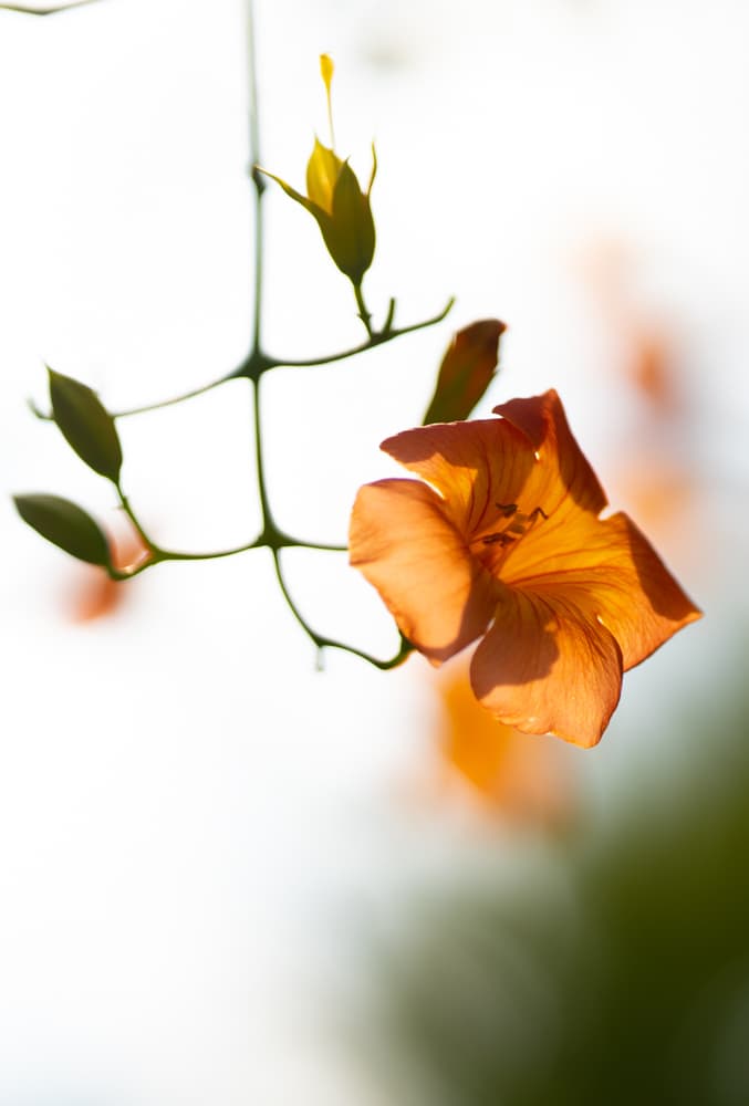 아름다움이 흘러내리다, 햇살에 빛나는 능소화를 담다. 24 아름다움이 흘러내리다, 햇살에 빛나는 능소화를 담다. 19