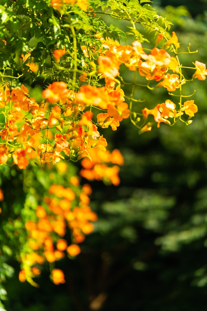 아름다움이 흘러내리다, 햇살에 빛나는 능소화를 담다. 17 아름다움이 흘러내리다, 햇살에 빛나는 능소화를 담다. 12