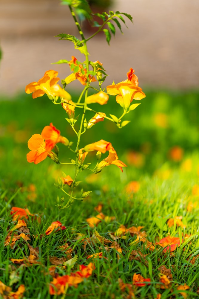아름다움이 흘러내리다, 햇살에 빛나는 능소화를 담다. 20 아름다움이 흘러내리다, 햇살에 빛나는 능소화를 담다. 15