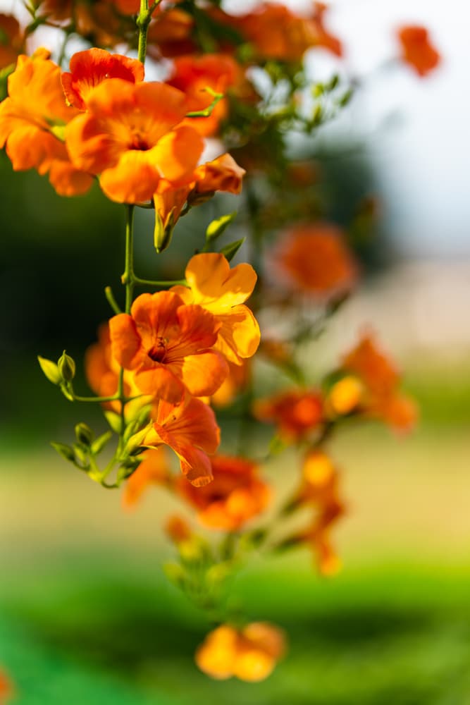 아름다움이 흘러내리다, 햇살에 빛나는 능소화를 담다. 18 아름다움이 흘러내리다, 햇살에 빛나는 능소화를 담다. 13