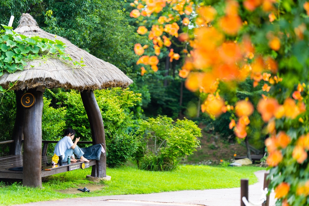 아름다움이 흘러내리다, 햇살에 빛나는 능소화를 담다. 23 아름다움이 흘러내리다, 햇살에 빛나는 능소화를 담다. 18