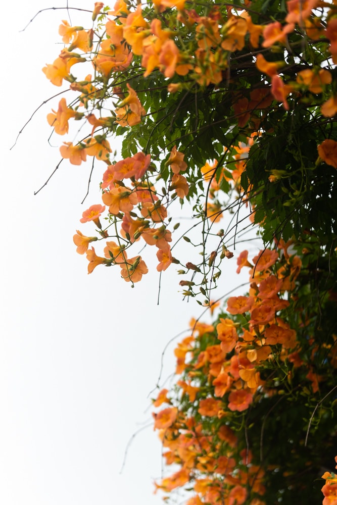 출근길, 신대저수지 도로변 능소화를 담다 13